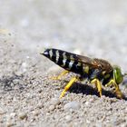 Hau weg den Sand! Kreiselwespe, Bembix rostrata, beim Sand schaufeln.