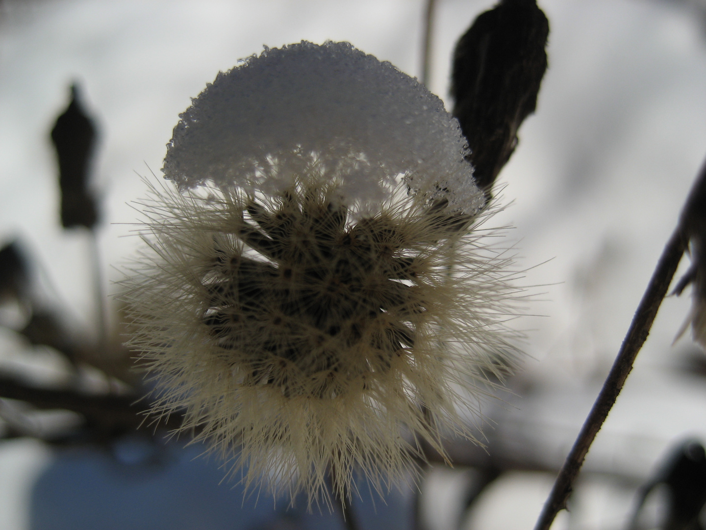 Haube aus Schnee