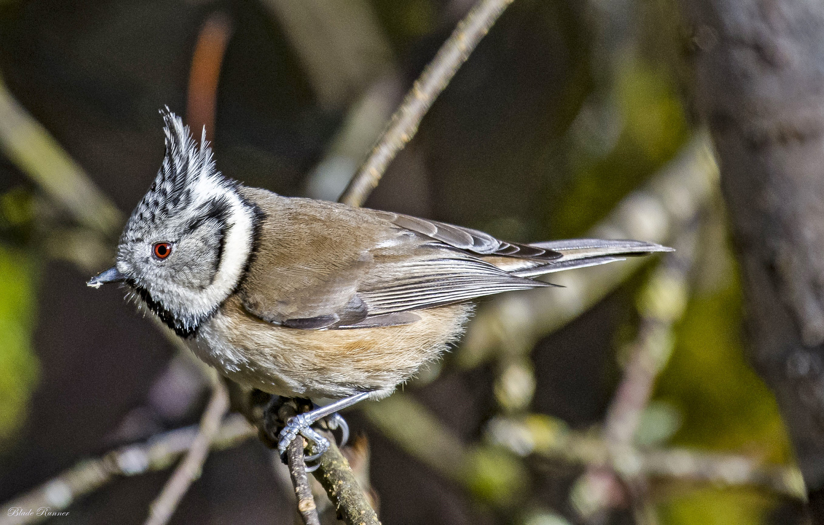 Haubemeise