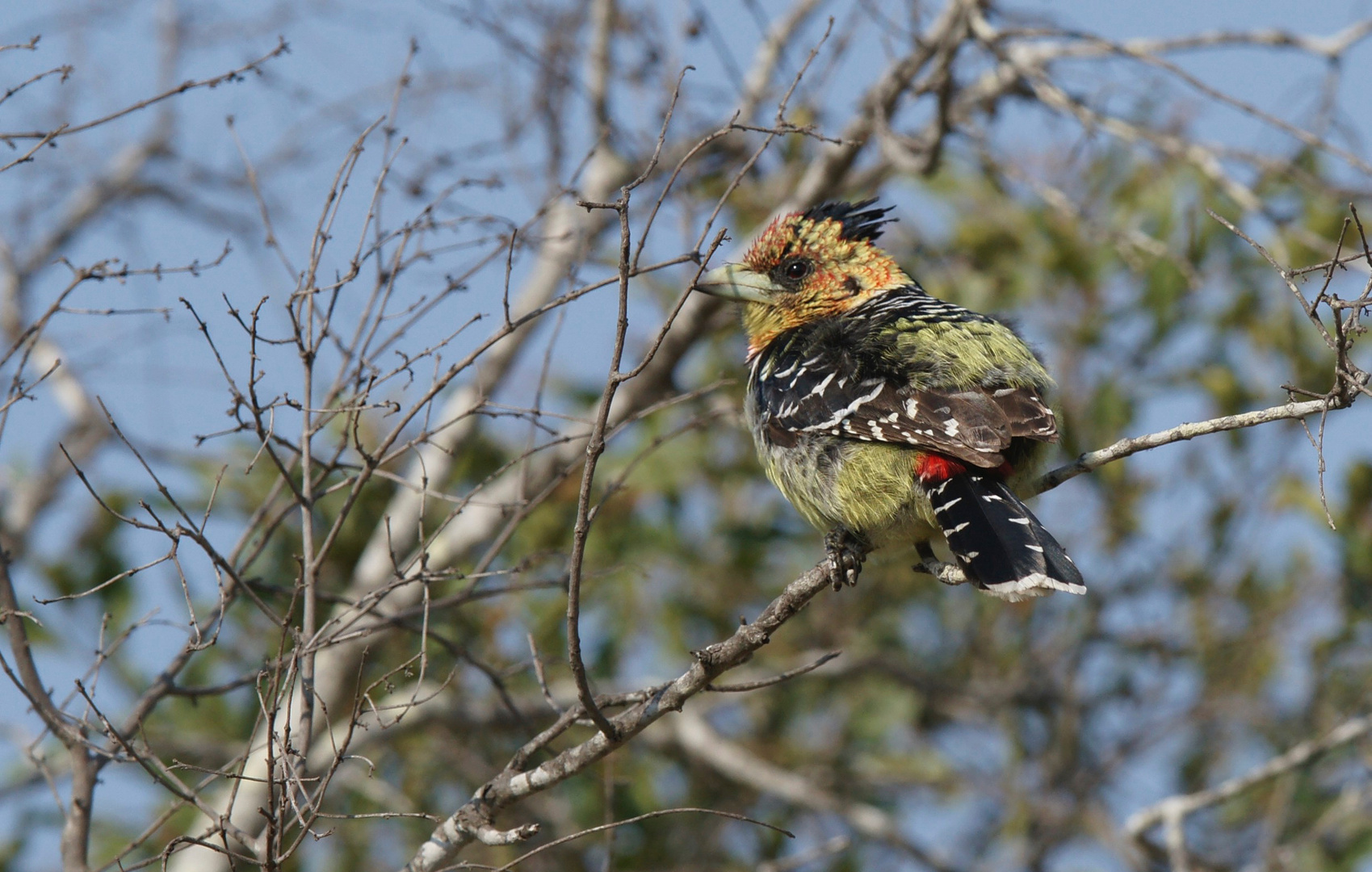 Hauben Bartvogel 1