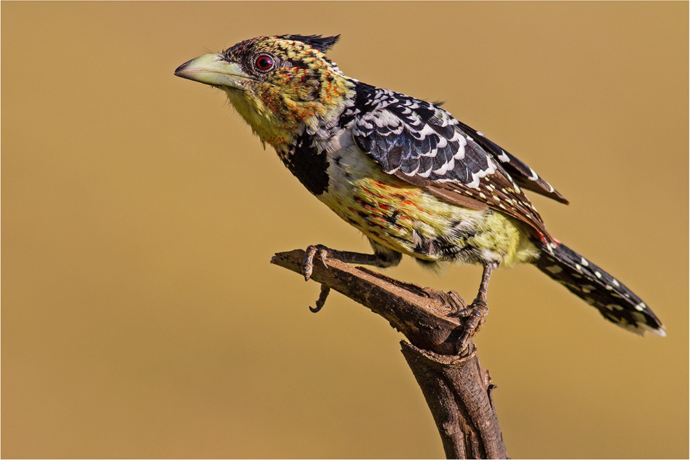 Hauben-Bartvogel