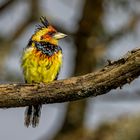 Hauben-Bartvogel (Crested Barbet)