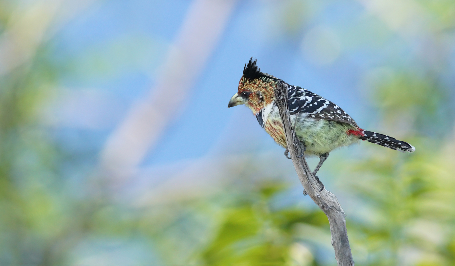 Hauben-Bartvogel (Trachyphonus vaillantii)