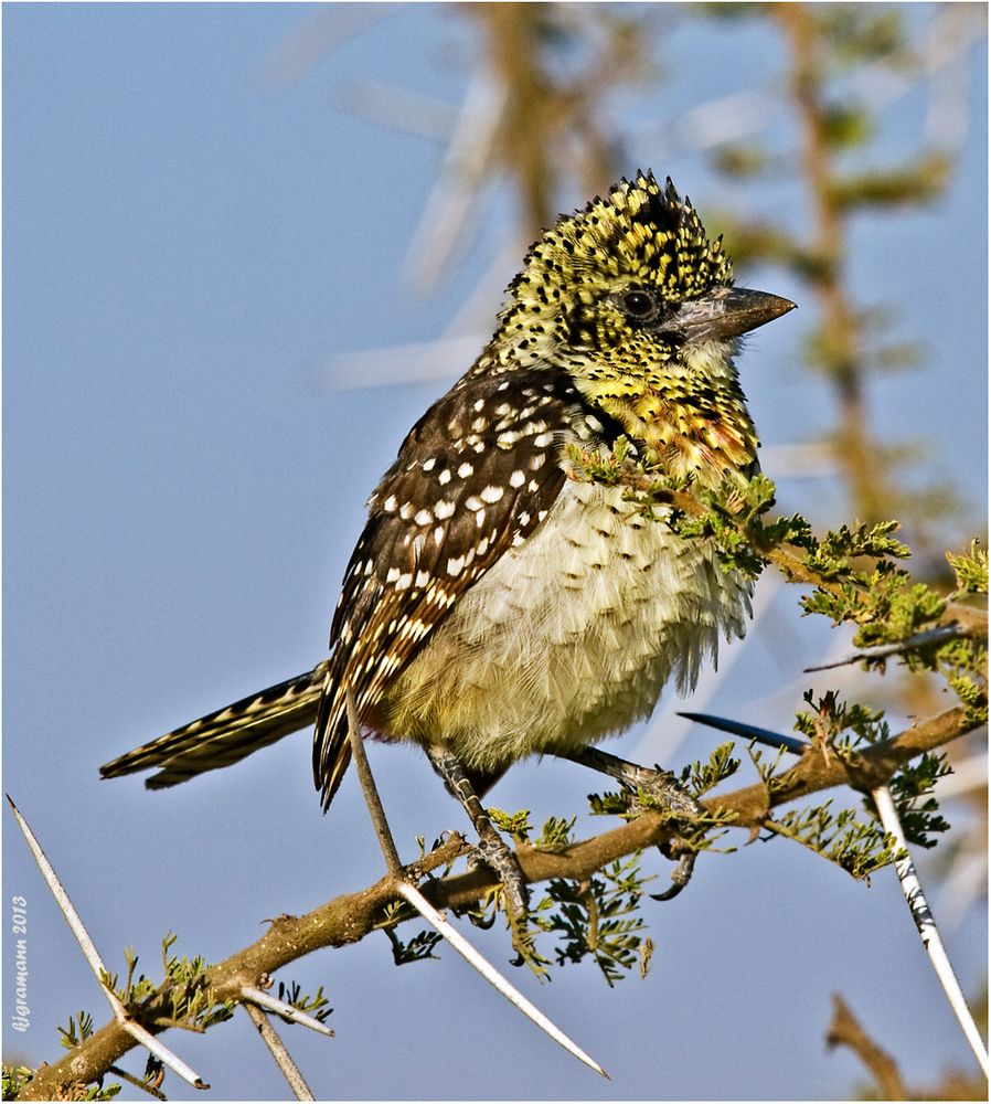 Hauben-Bartvogel (Trachyphonus vaillantii)....