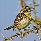 Hauben-Bartvogel (Trachyphonus vaillantii)....