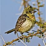 Hauben-Bartvogel (Trachyphonus vaillantii)....