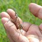 Hauben-Fangschrecke   "Empusa fasciata"