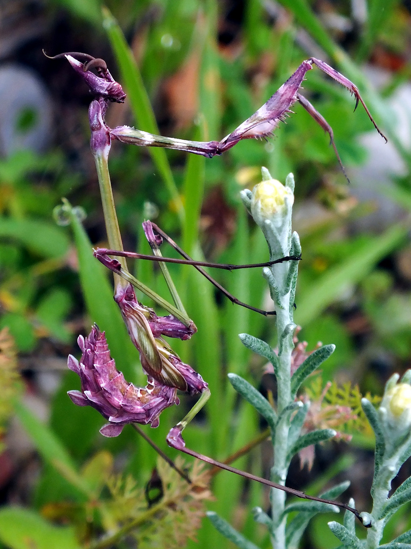 Hauben-Fangschrecke (Empusa pennata)