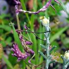 Hauben-Fangschrecke (Empusa pennata)