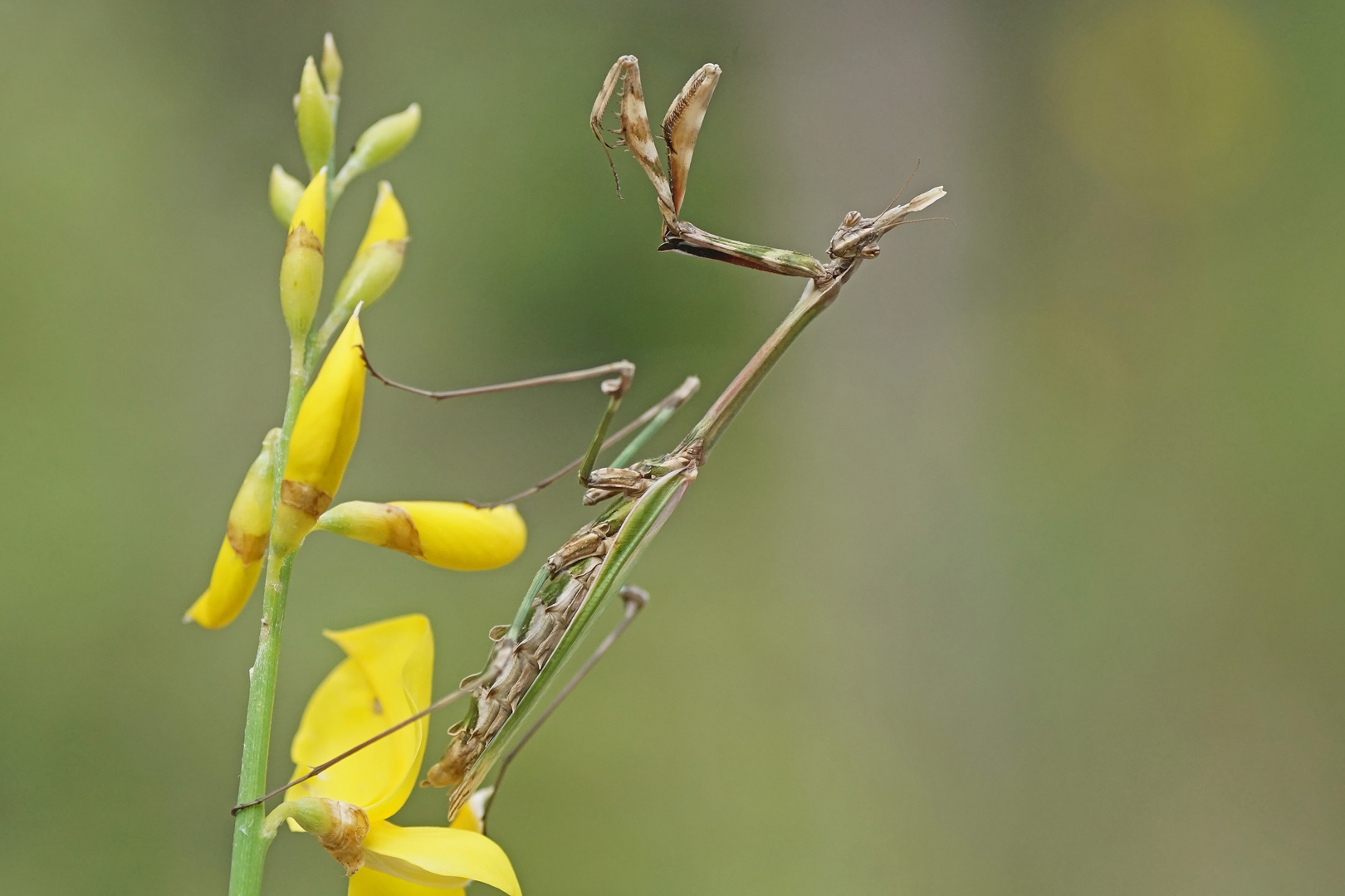 Hauben-Fangschrecke (Empusia pennata)