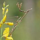 Hauben-Fangschrecke (Empusia pennata)