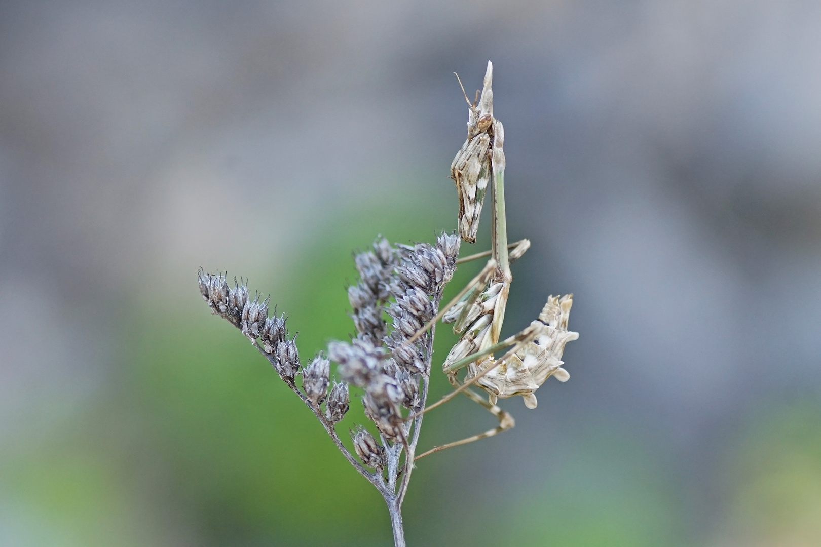 Hauben-Fangschrecke (Empusia pennata)