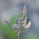 Hauben-Fangschrecke (Empusia pennata)