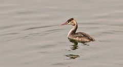 Hauben - oder Ohrentaucher?