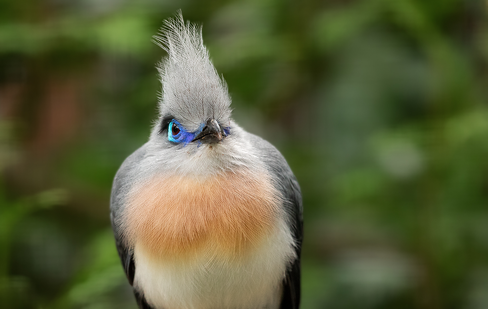 Hauben Seidenkuckuck-Portrait 002 