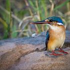 Hauben-Zwergfischer (Alcedo cristata) oder Malachit-Eisvogel