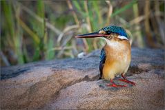 Hauben-Zwergfischer (Alcedo cristata) oder Malachit-Eisvogel