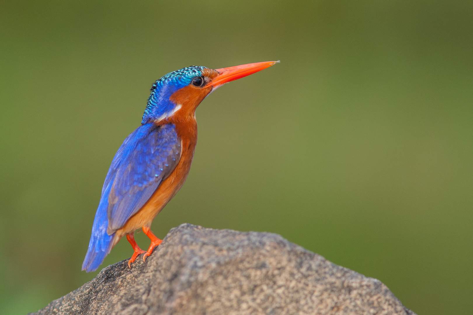 Hauben-Zwergfischer, Lake Victoria (Uganda)