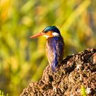 Hauben-Zwergfischer oder Malachit-Eisvogel (Corythornis cristatus)