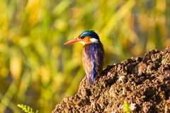 Hauben-Zwergfischer oder Malachit-Eisvogel (Corythornis cristatus)