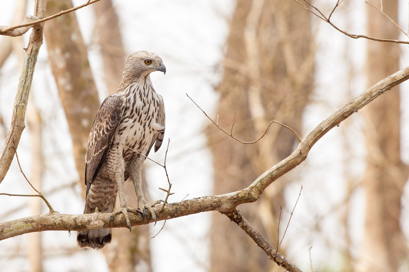 Haubenadler (Nisaetus cirrhatus)