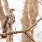 Haubenadler (Nisaetus cirrhatus)