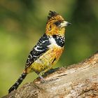 Haubenbartsvogel (Crested barbet)