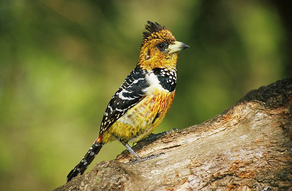 Haubenbartsvogel (Crested barbet)