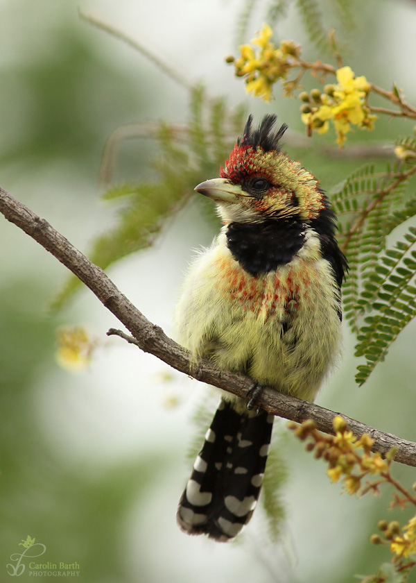 Haubenbartvogel