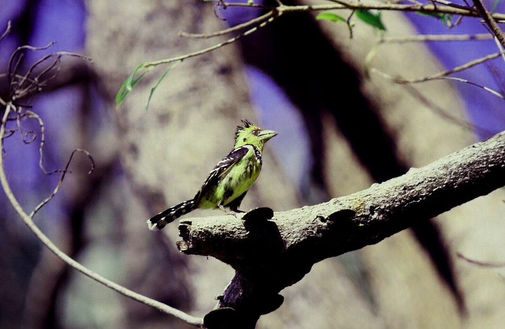 Haubenbartvogel am Okawango