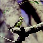 Haubenbartvogel am Okawango