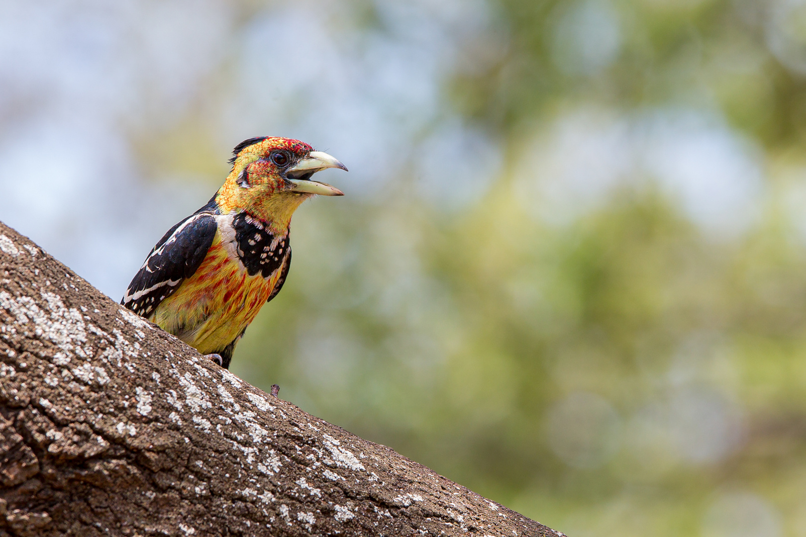 Haubenbartvogel