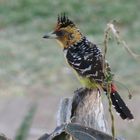 Haubenbartvogel im Krüger