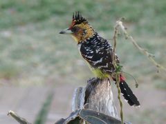 Haubenbartvogel im Krüger