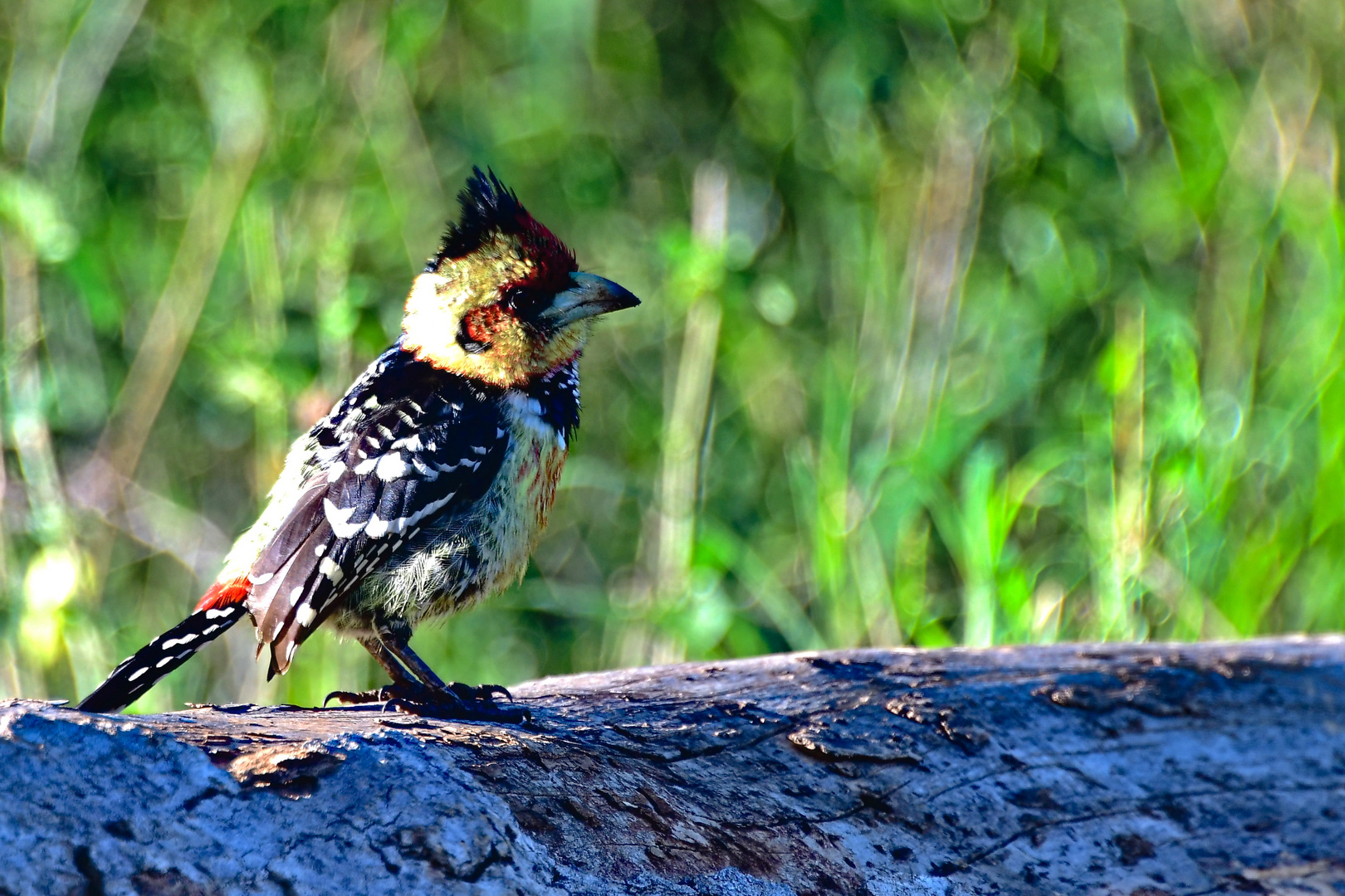 Haubenbartvogel Kruger Nationalpark bei Sirheni