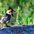 Haubenbartvogel Kruger Nationalpark bei Sirheni