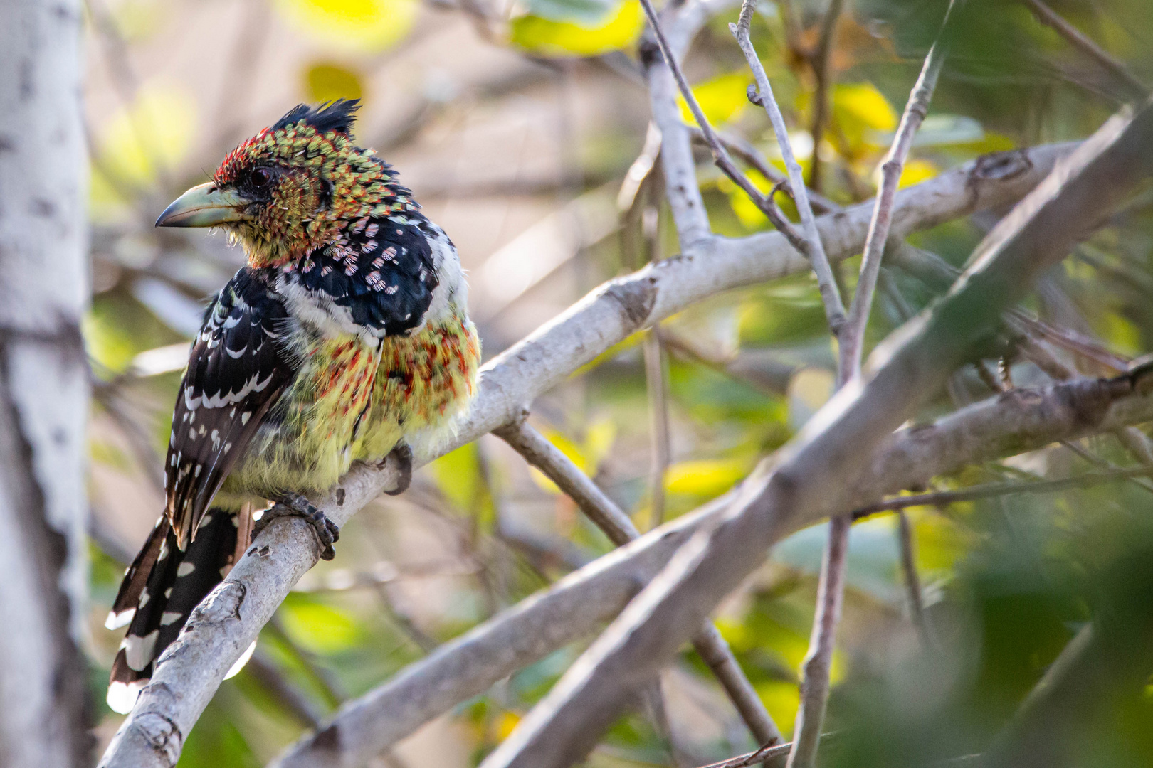 Haubenbartvogel ( Trachyphonus vaillantii)