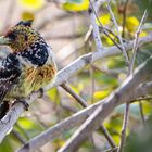 Haubenbartvogel ( Trachyphonus vaillantii)