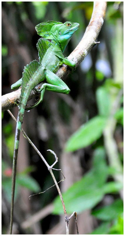 Haubenbasilisk