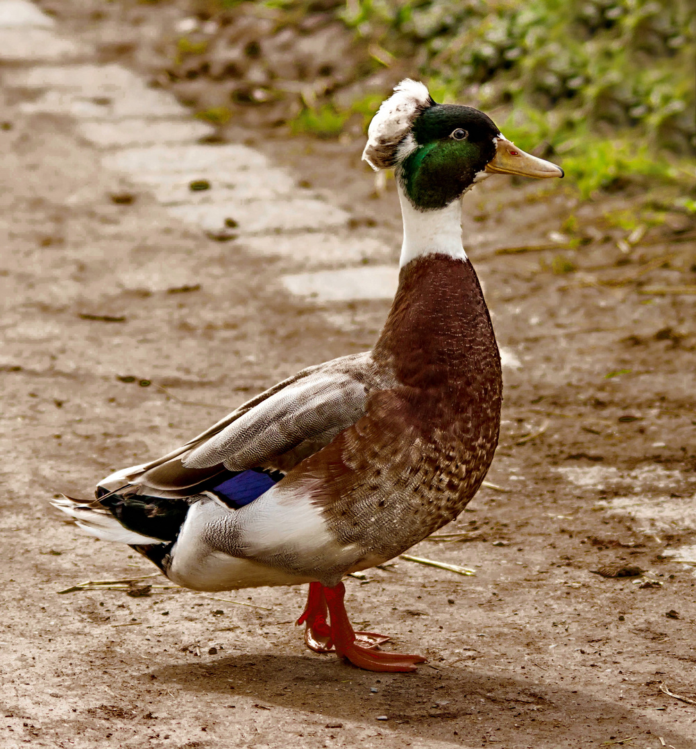 Haubenente