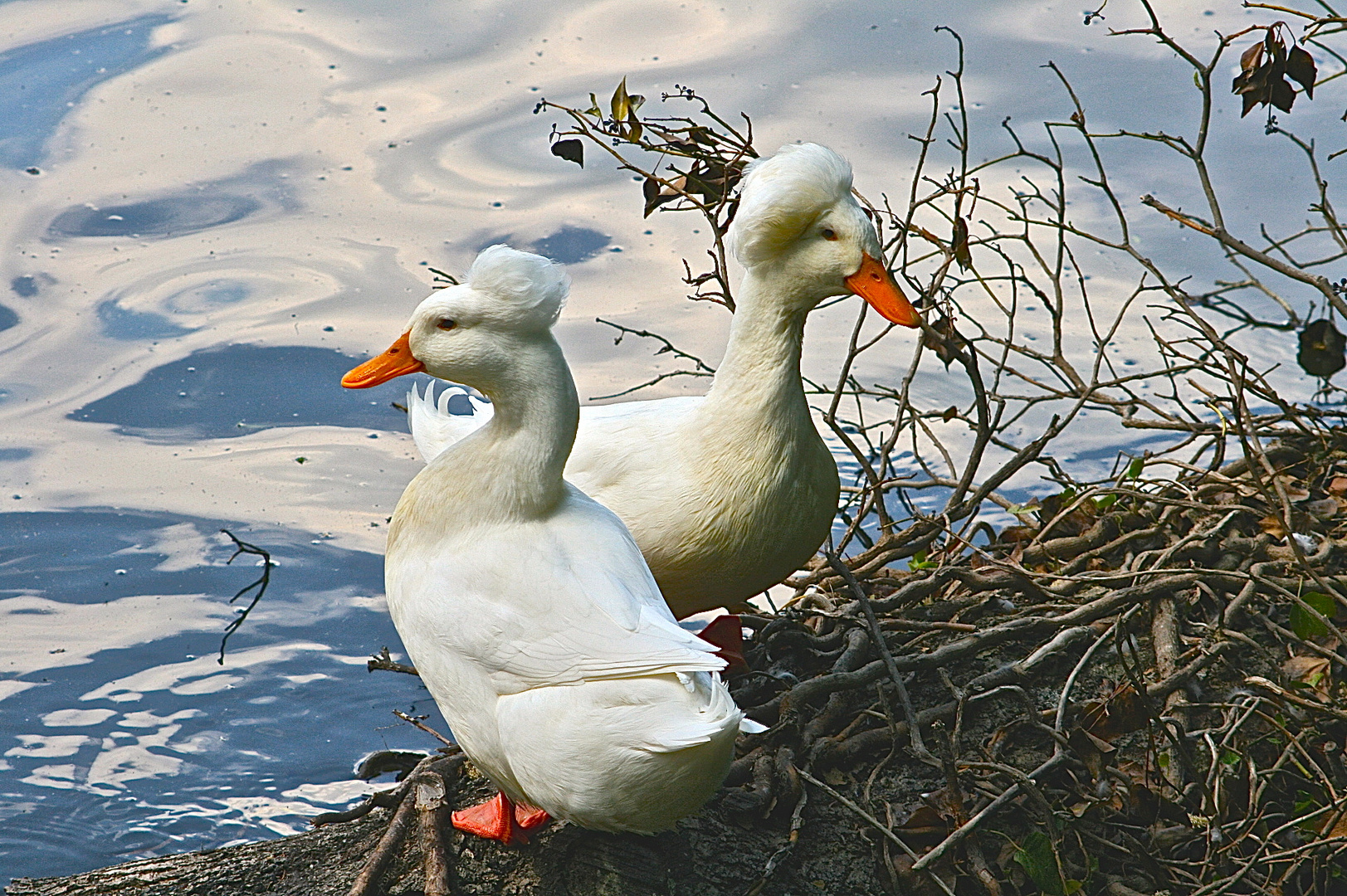 Haubenenten