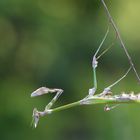 Haubenfangschrecke  -  Empusa fasciata