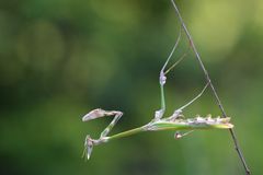 Haubenfangschrecke  -  Empusa fasciata
