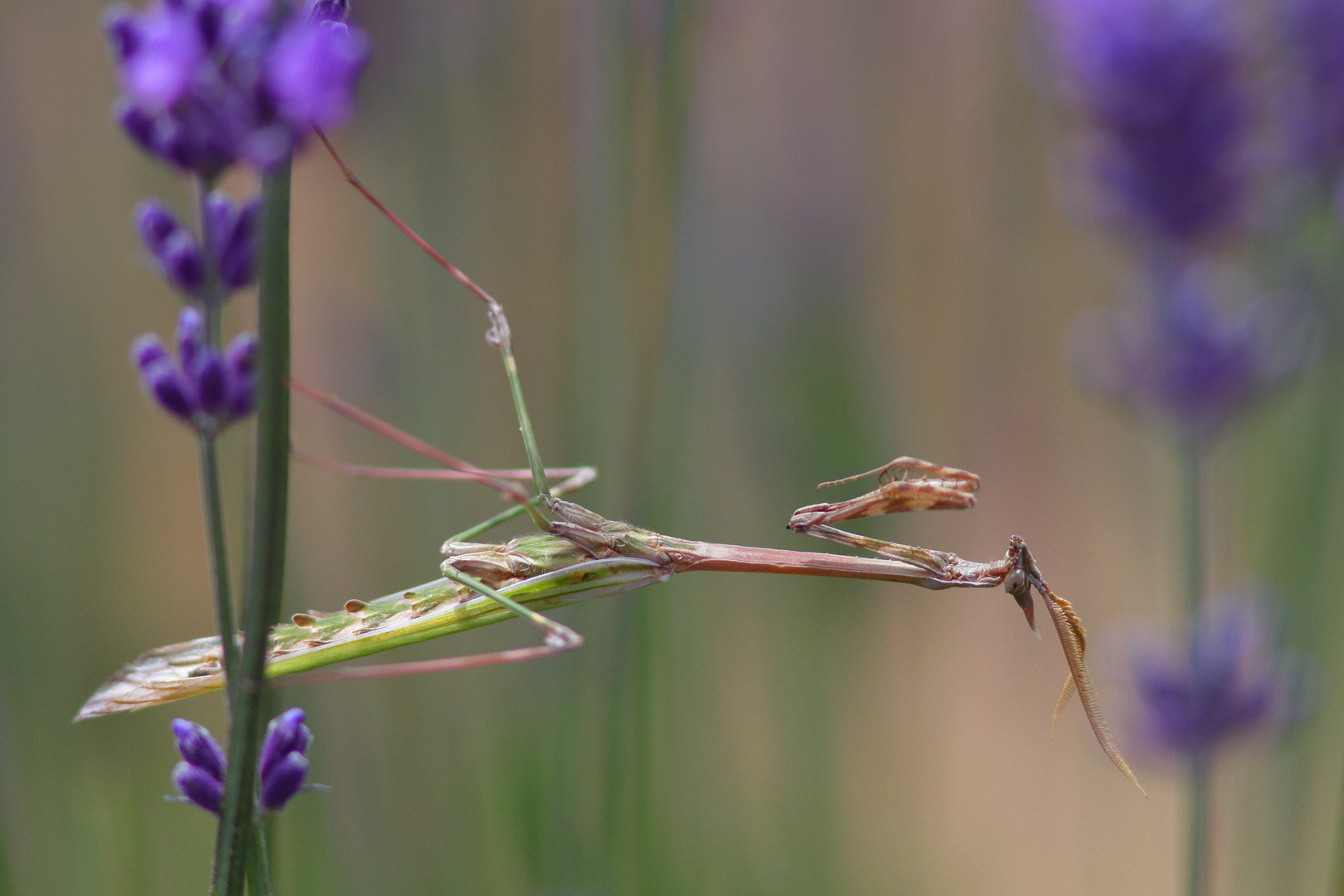 Haubenfangschrecke (Empusa pennata) 