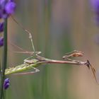 Haubenfangschrecke (Empusa pennata) 