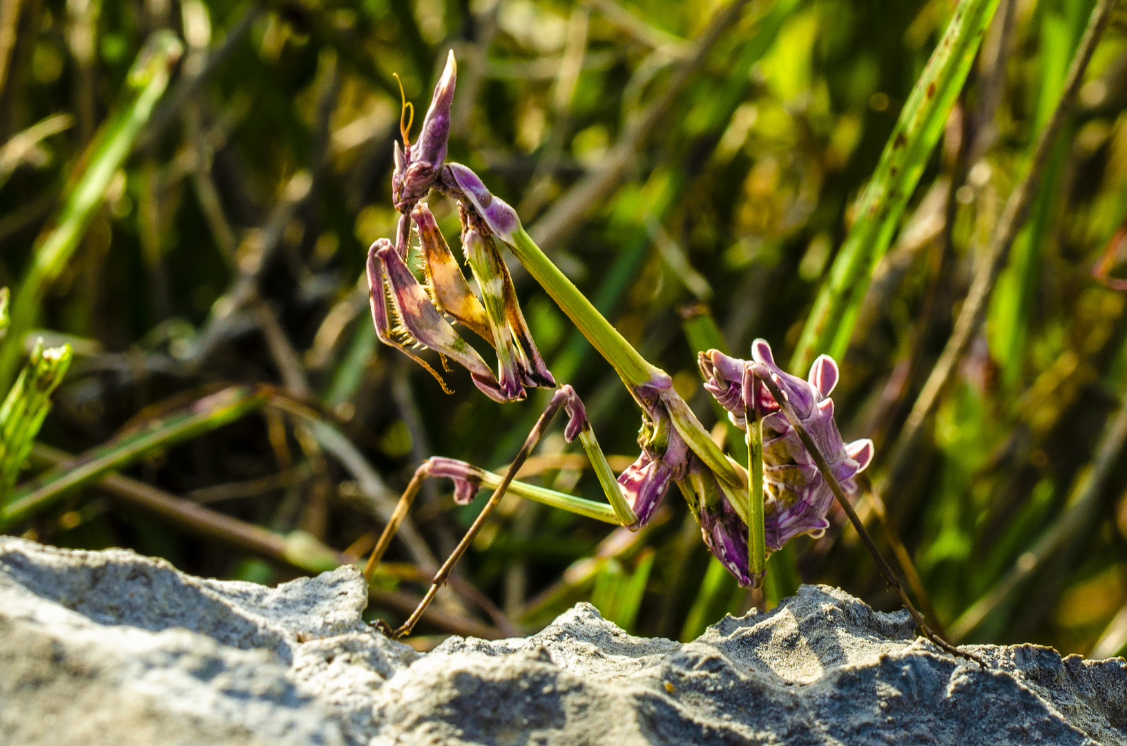 Haubenfangschrecke (Empusa spec.)