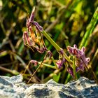 Haubenfangschrecke (Empusa spec.)