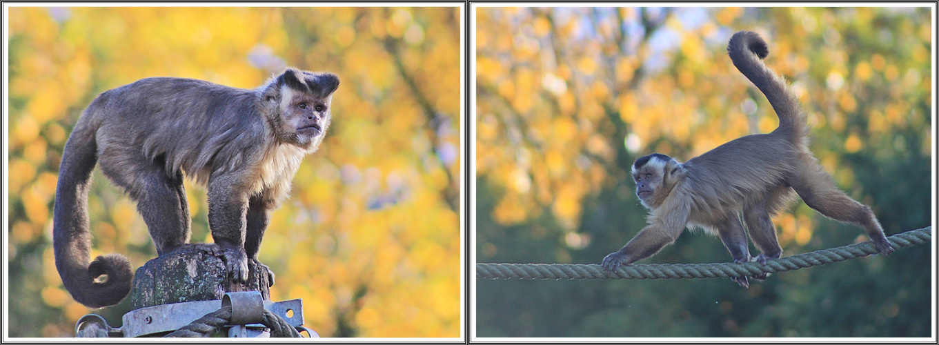 Haubenkapuziner Collage