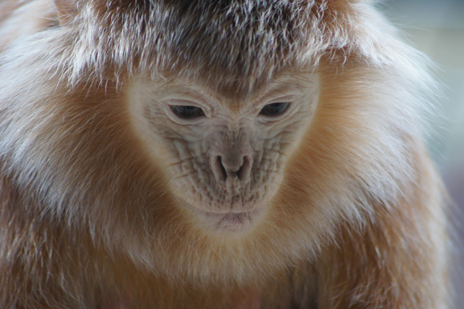 Haubenlangur