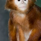 Haubenlangur